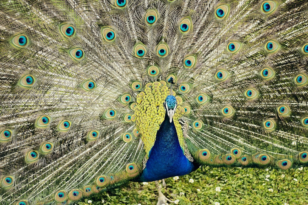 peacock on brown dirt ground during daytime