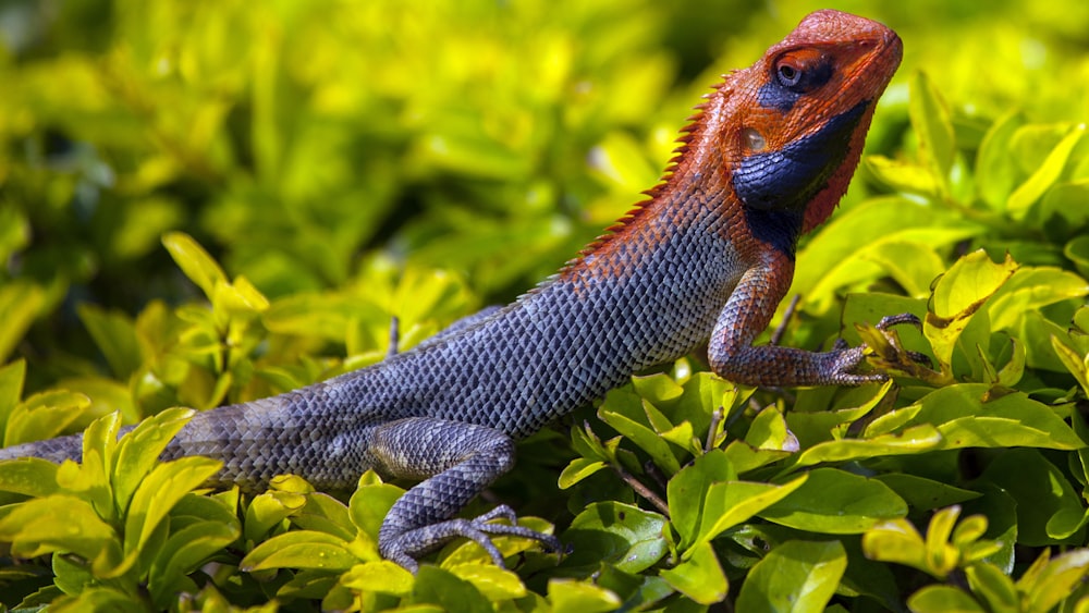 Iguana laranja e cinza em pé na planta