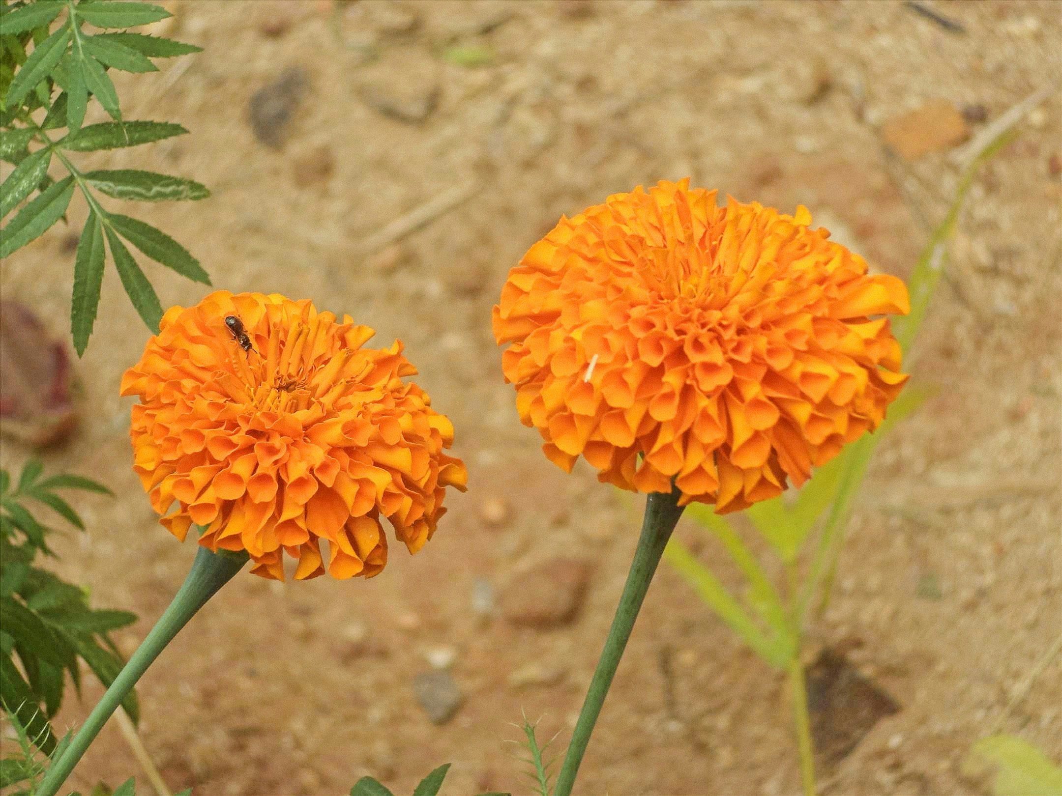 Free Unsplash photo from Dinesh D