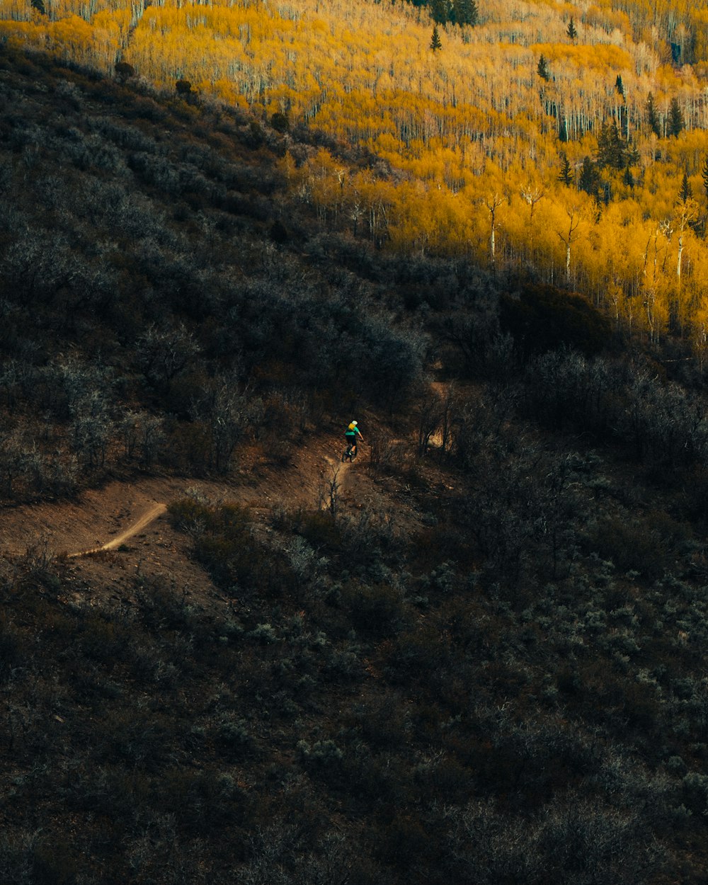 person riding bicycle in the middle of forest