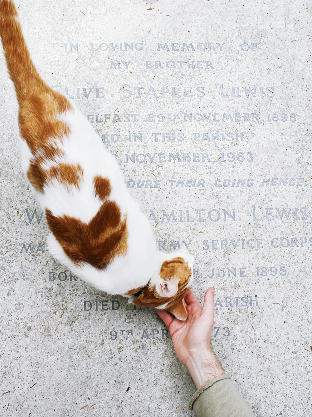 a person is petting a cat on the ground