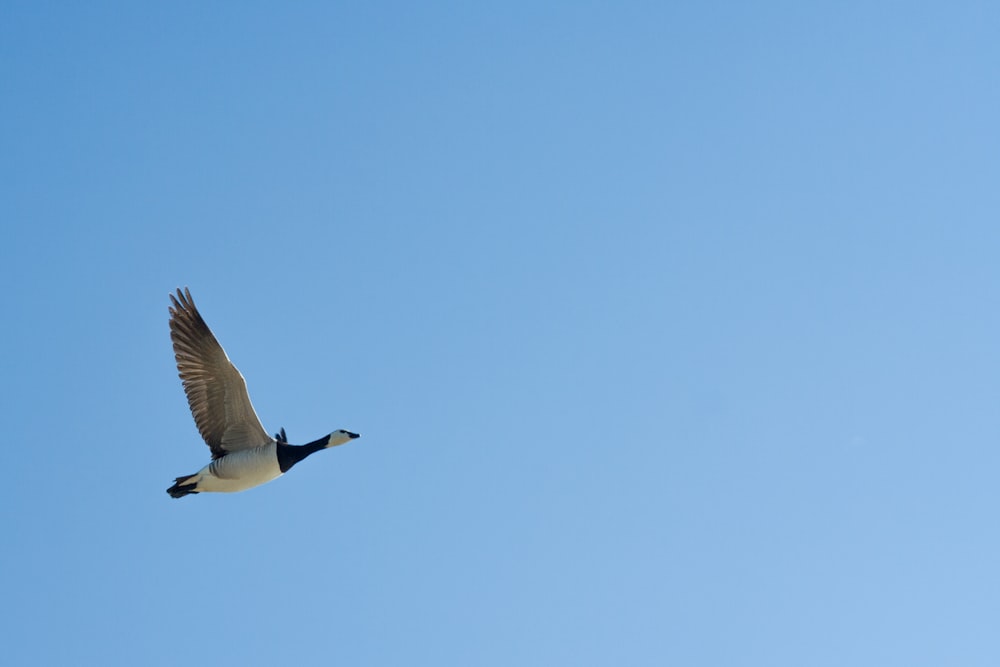 A bird flying in the sky.