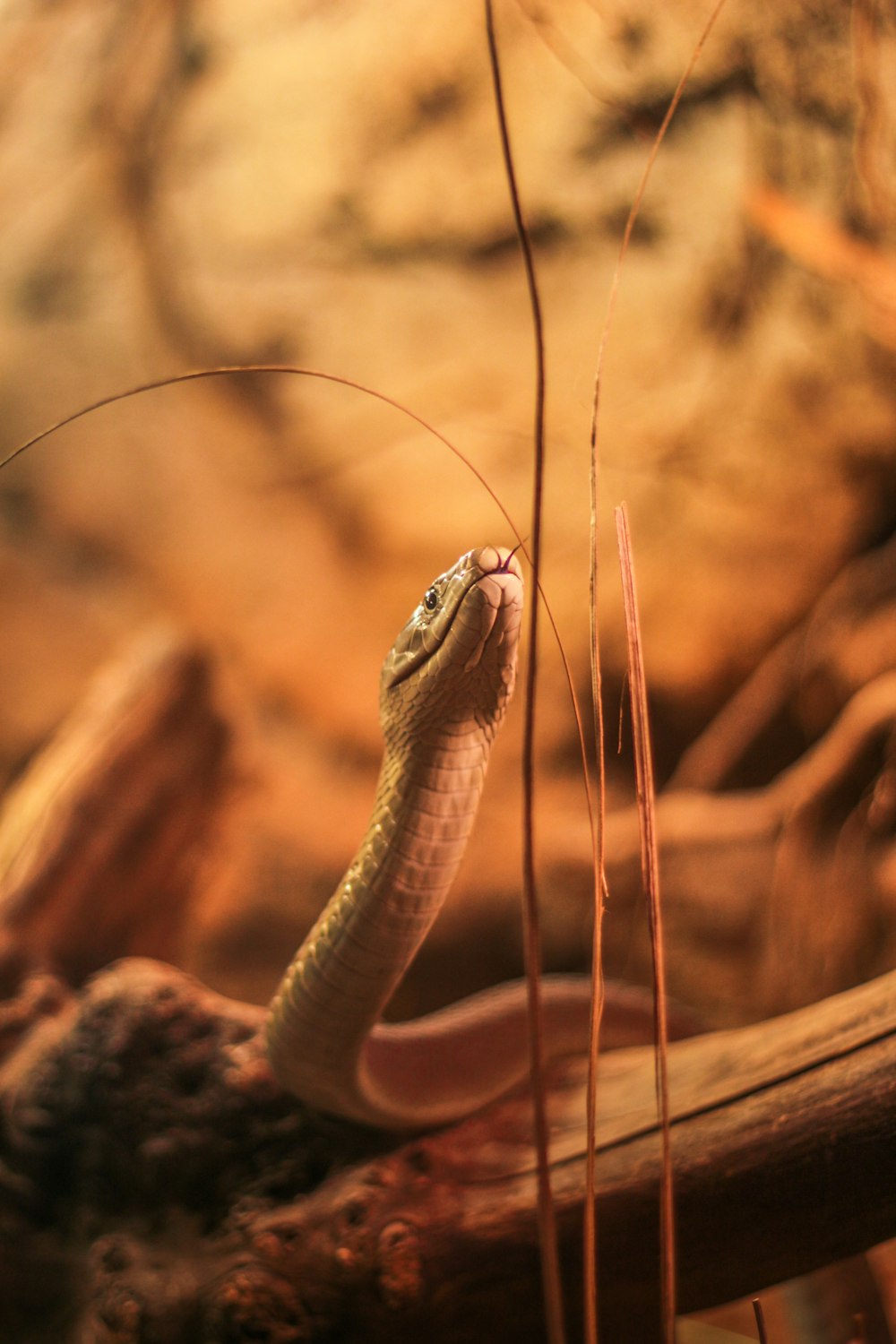 Serpiente marrón y negra en roca marrón