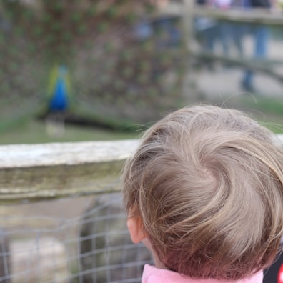 A young child watching intently as a Bird Guardians expert explains bird identification.