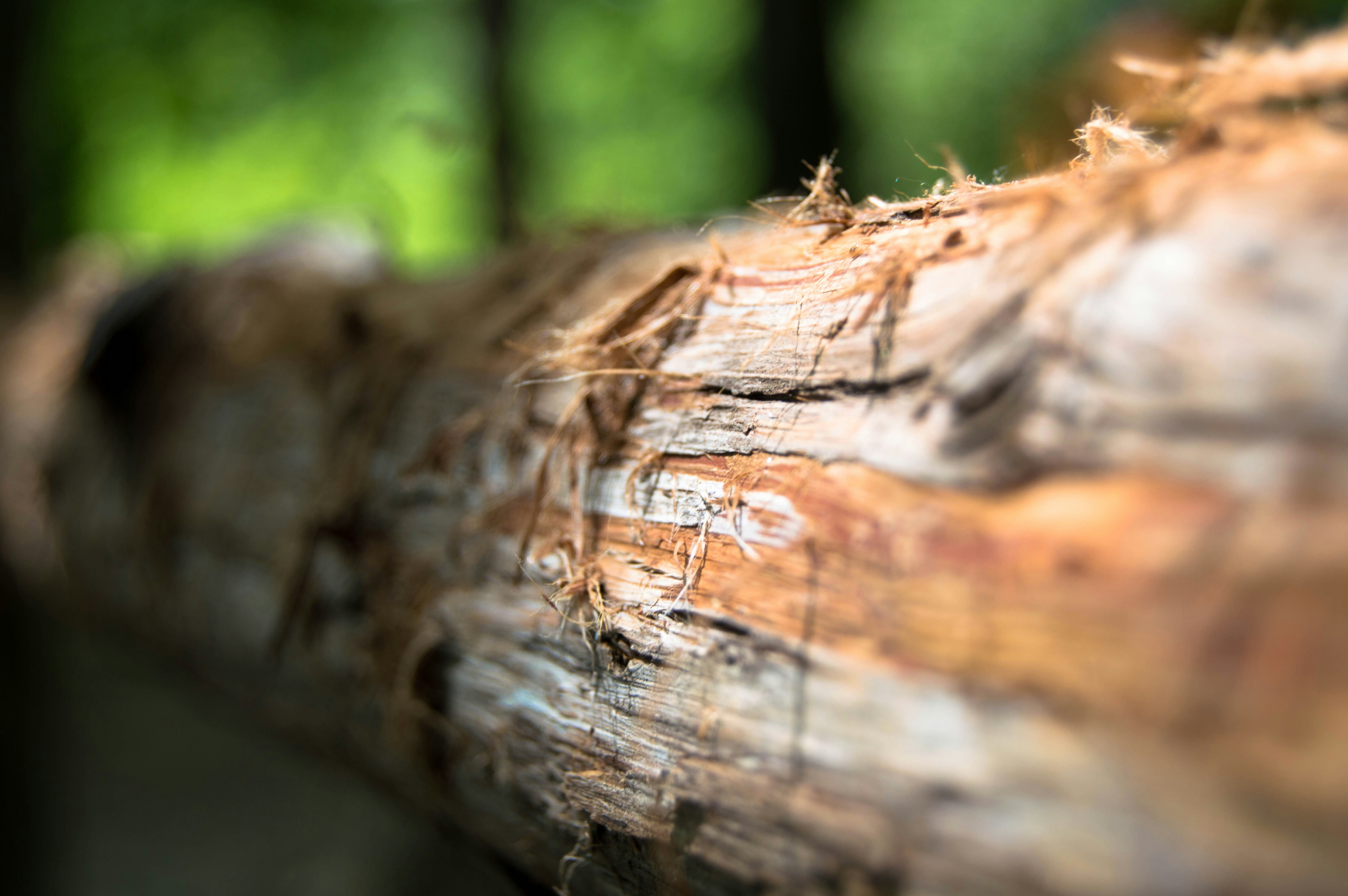 Free Unsplash photo from Meghan Allen