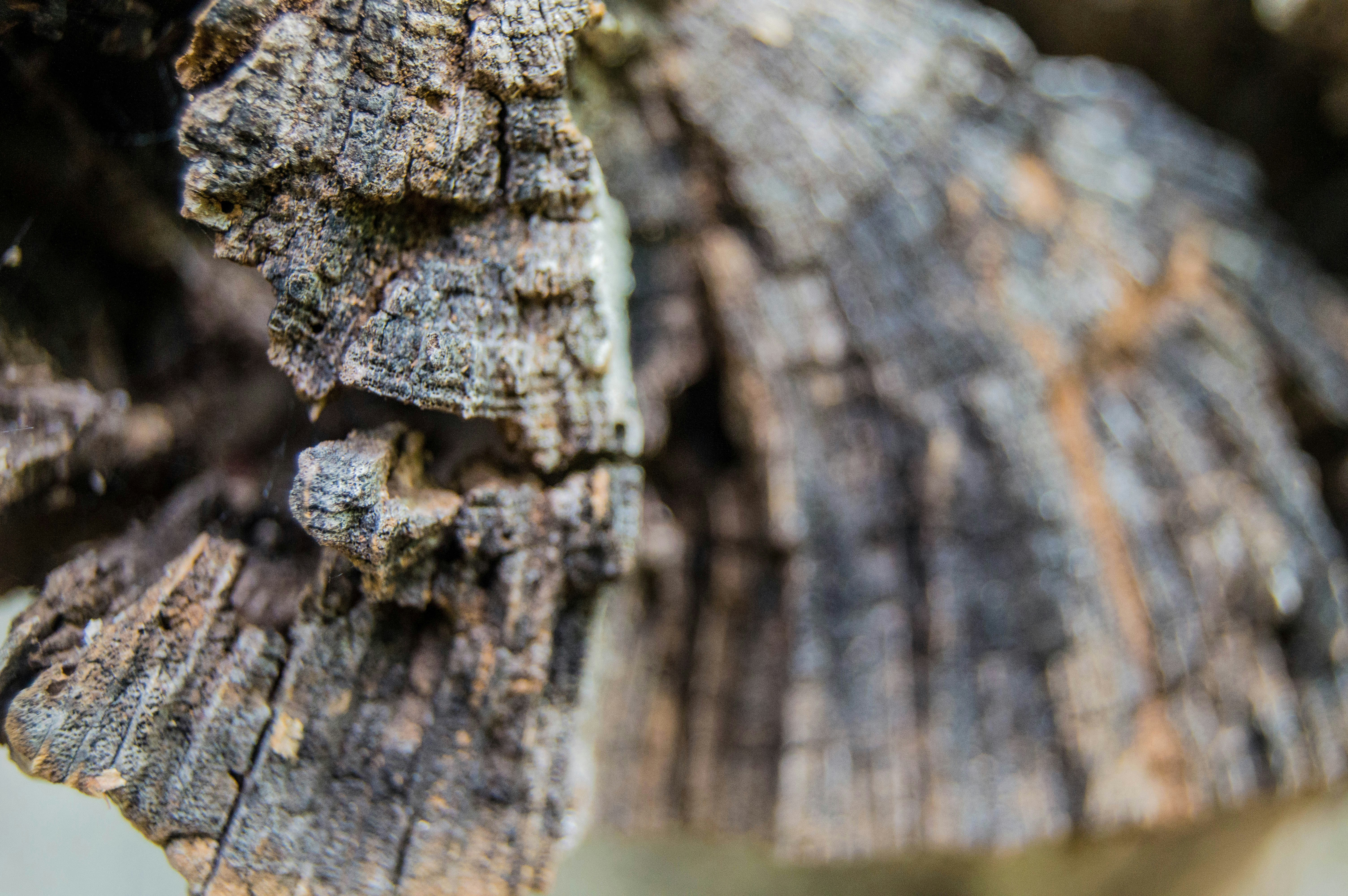 Free Unsplash photo from Meghan Allen