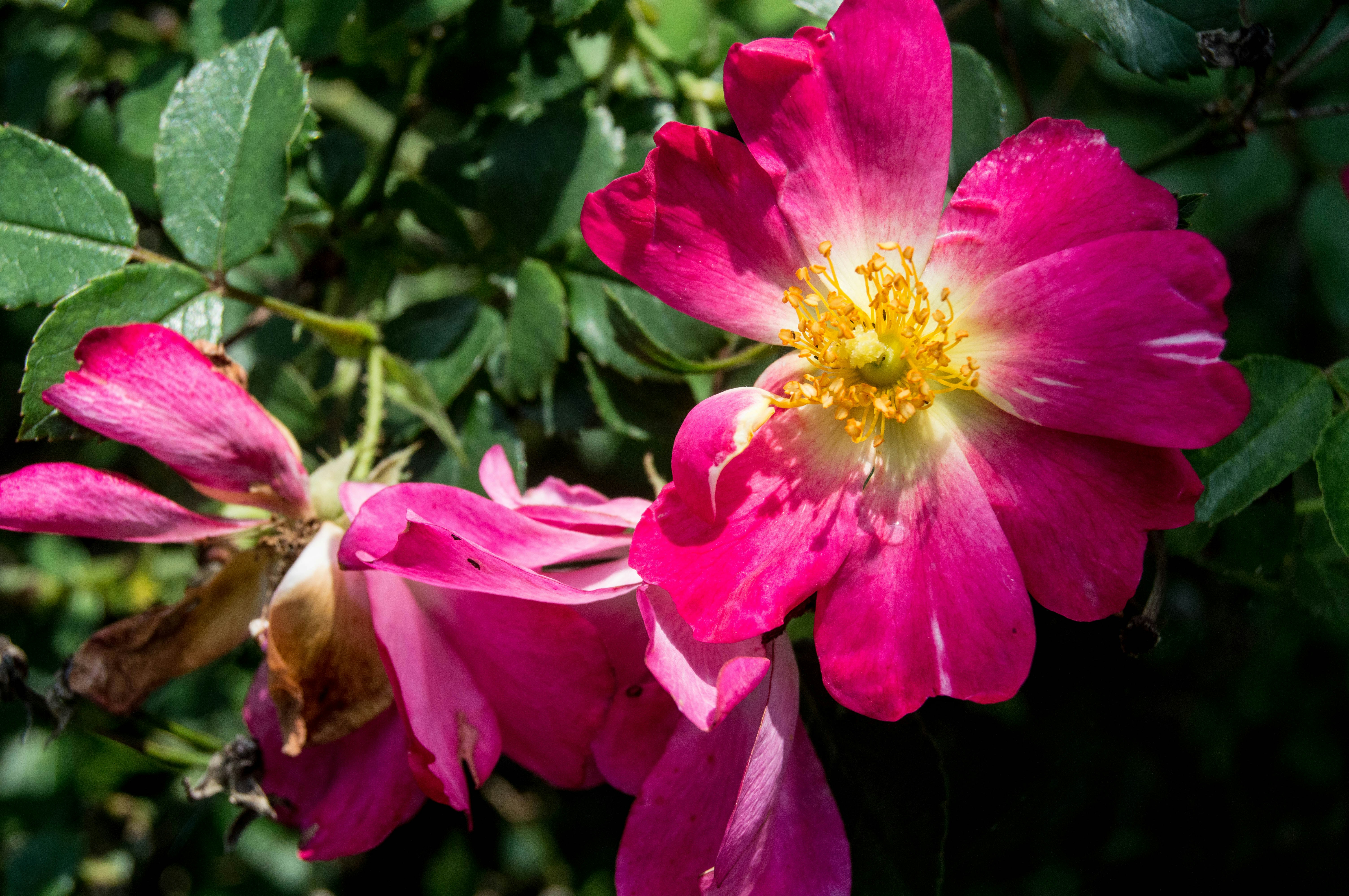 Free Unsplash photo from Meghan Allen