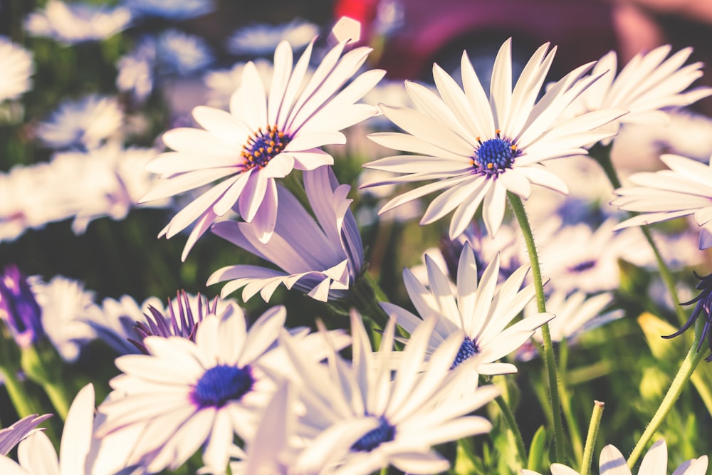 white petaled flowers