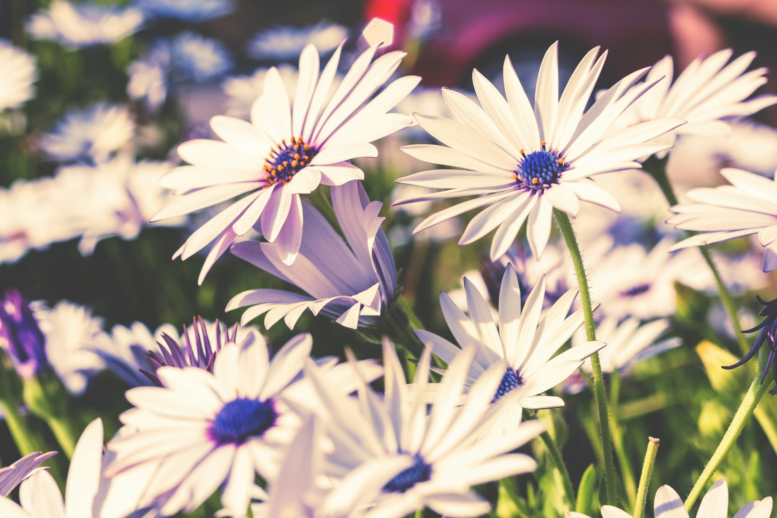 Canon EOS 650D (EOS Rebel T4i / EOS Kiss X6i) + Canon EF 50mm F1.8 II sample photo. White petaled flowers photography