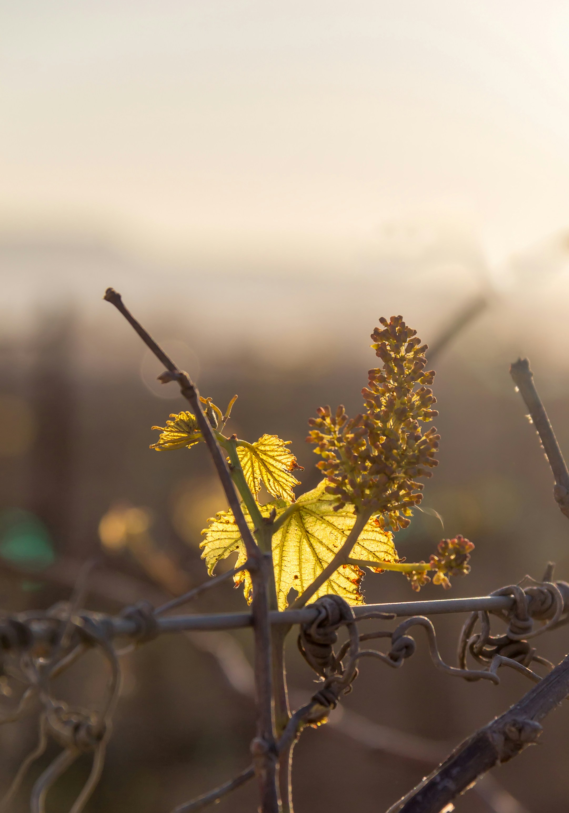 Free Unsplash photo from Suriel Ramzal