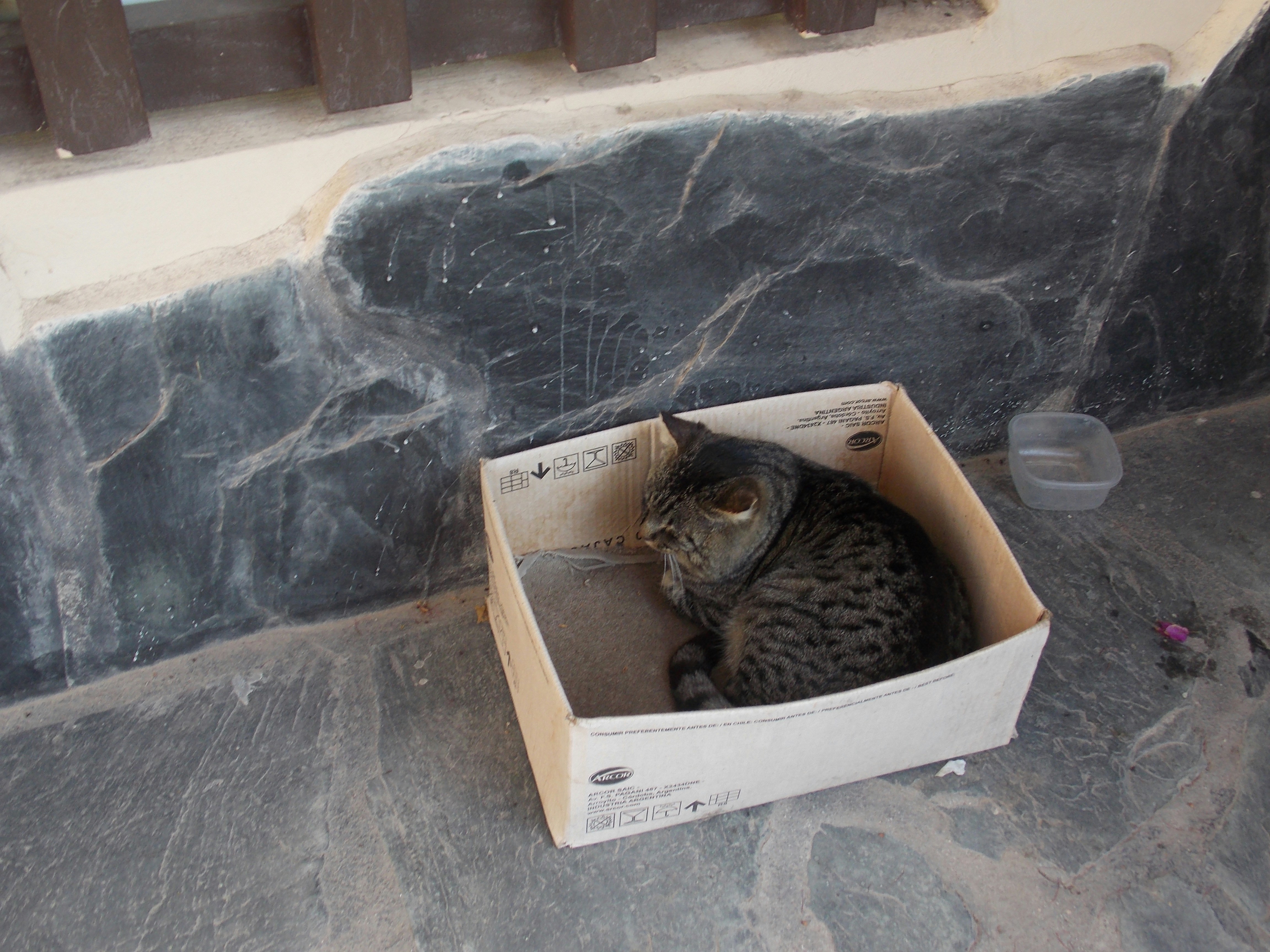 Free Unsplash photo from rainer mertins