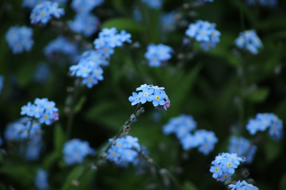 tilt shift photography of blue flowers