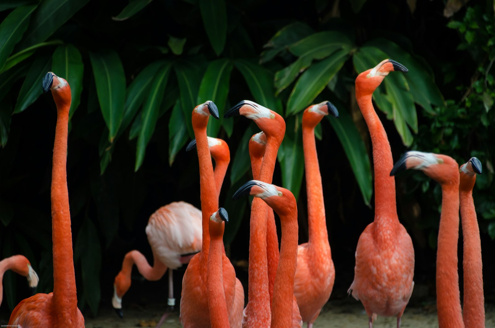 Nikon D7000 + Sigma 18-250mm F3.5-6.3 DC Macro OS HSM sample photo. Flock of flamingos photography