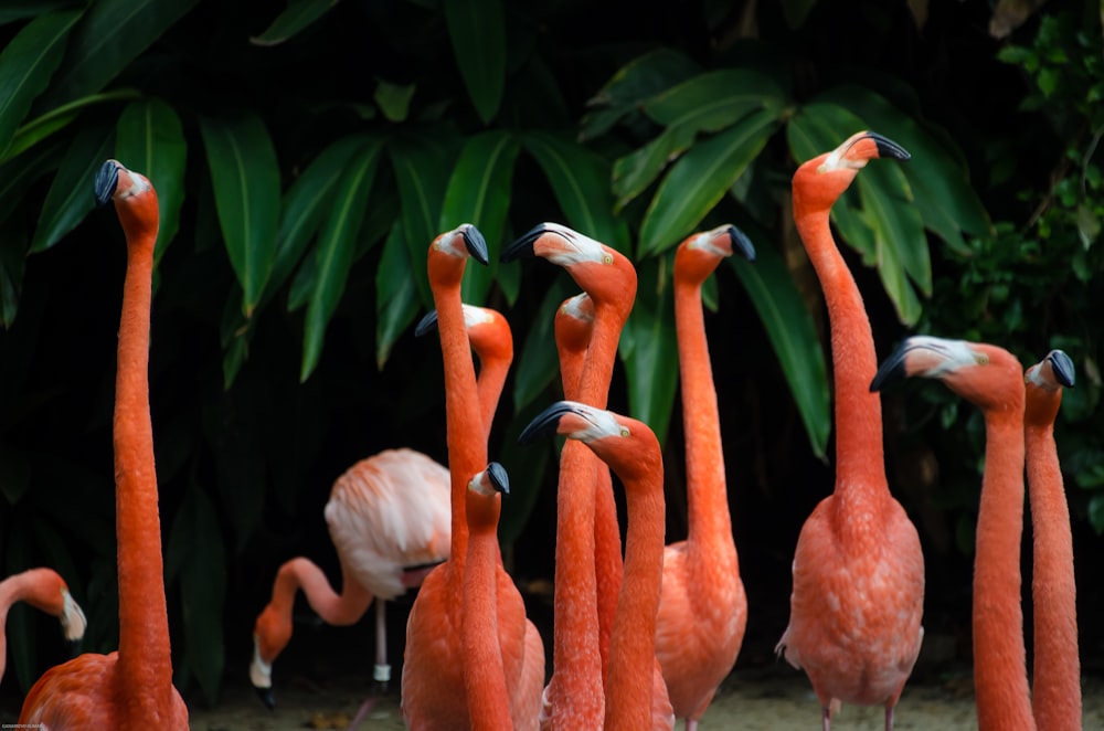 flock of flamingos