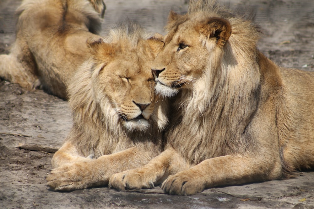 deux lions couchés sur le sol