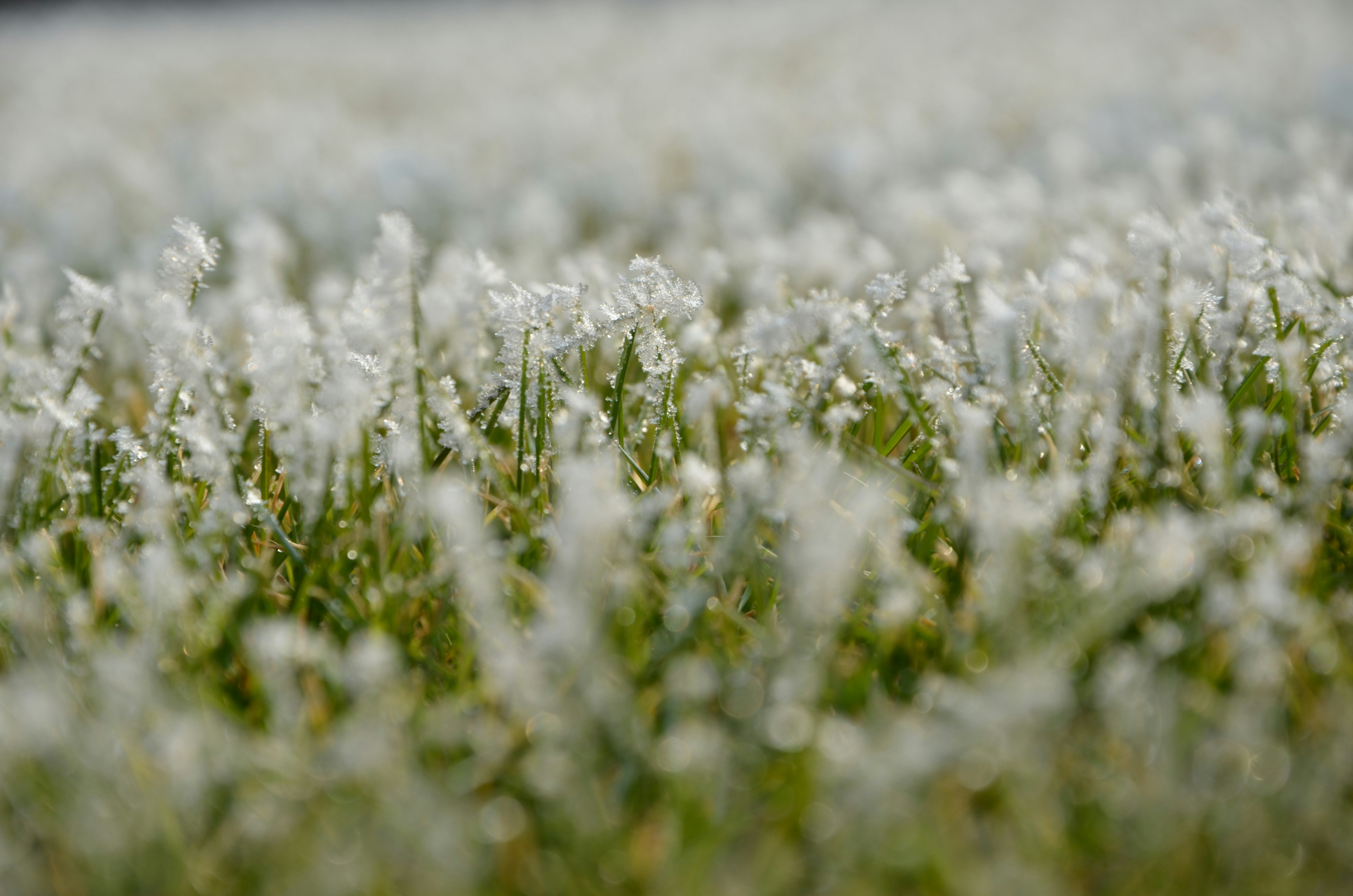 Free Unsplash photo from Mateja Andonova