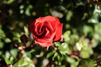 The Red Rose Animal Rescue logo featuring a red rose intertwined with a paw print.