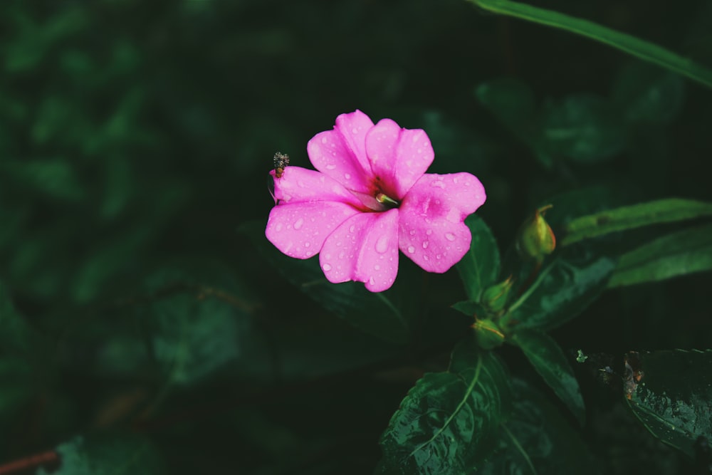 insecto que se posa en una flor de pétalos rosados