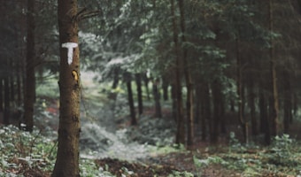 A dense forest scene with a focus on a tree marked with a white letter 'T'. The forest floor is covered with fallen leaves and ferns, while the background shows rows of trees fading into the distance.