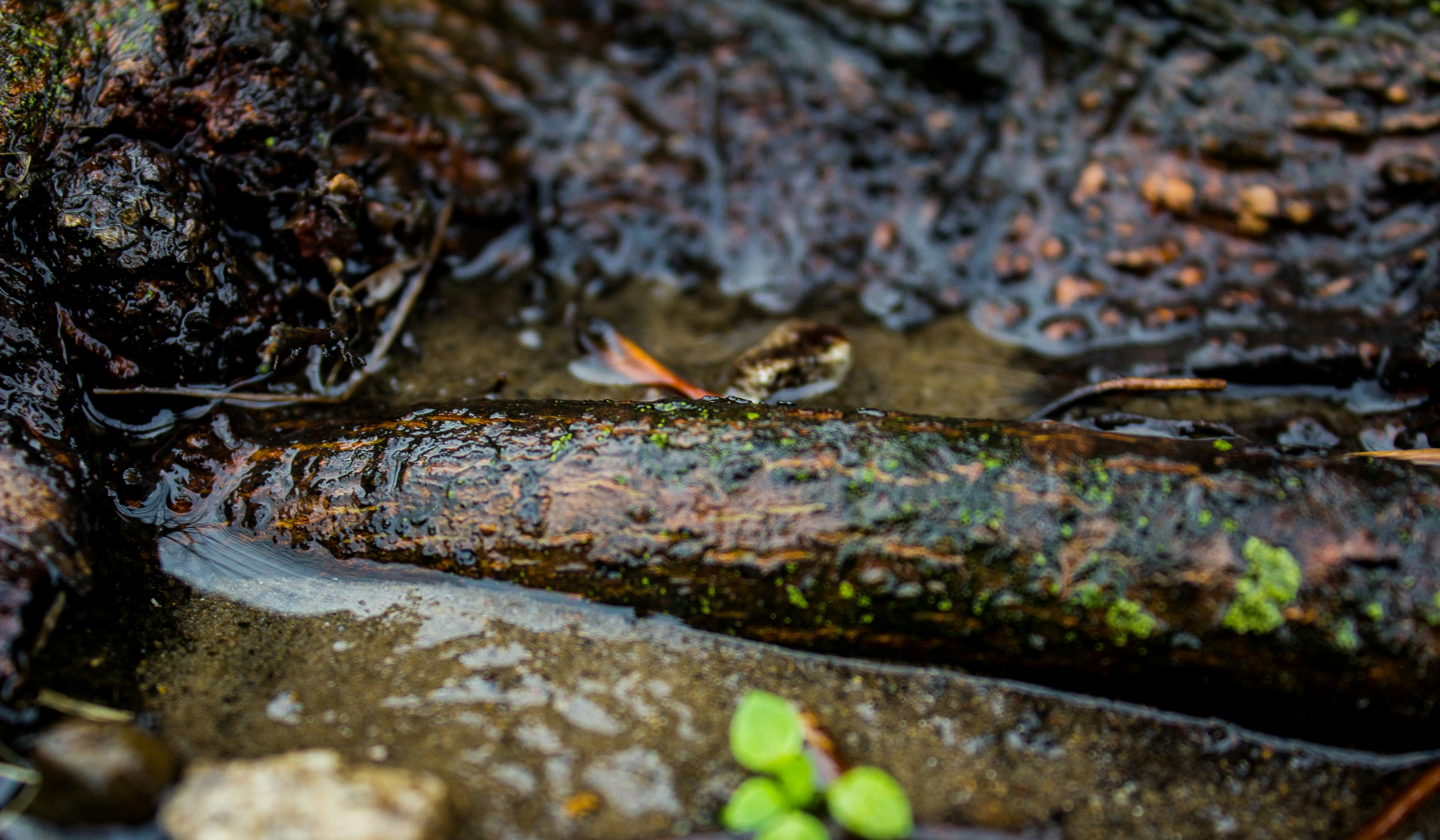 Free Unsplash photo from jordan prince