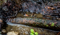 A close-up view of a log partially submerged in water, with its surface covered in moss and small patches of lichen. The surroundings include wet soil and small green plants, suggesting a natural, forested environment.