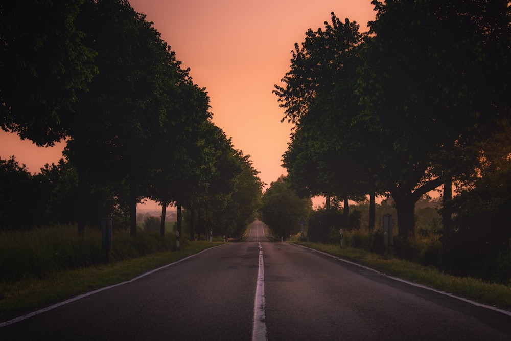 gray concrete roadway between green trees