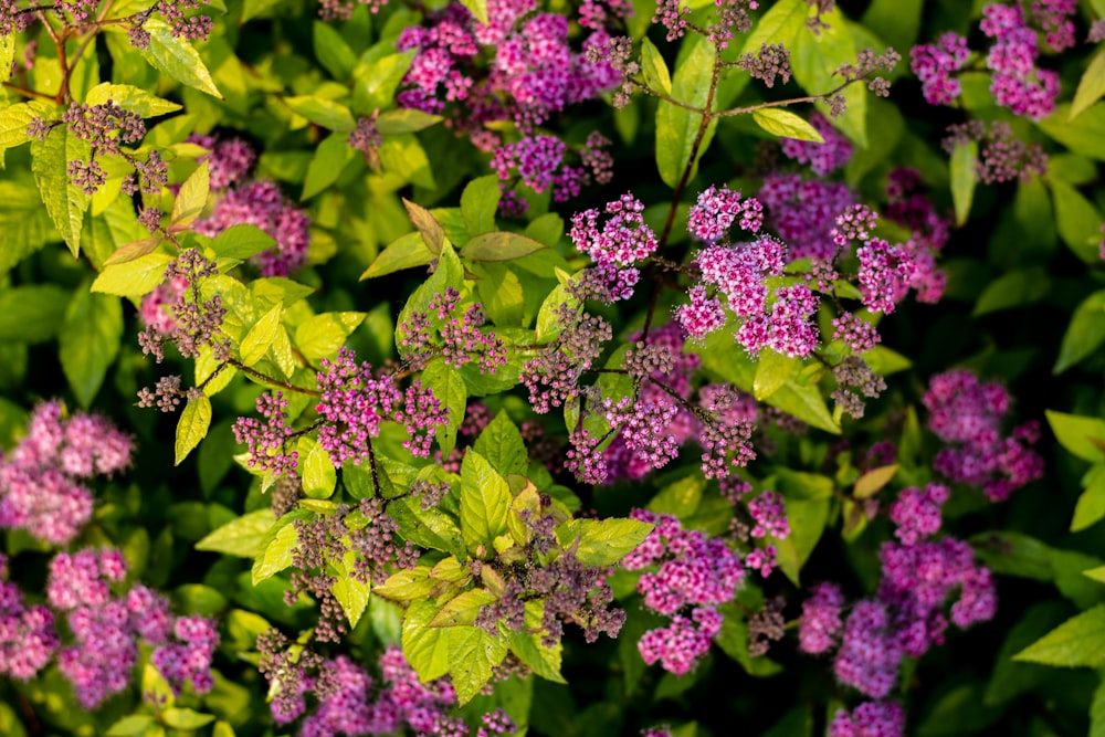 purple petaled flowers