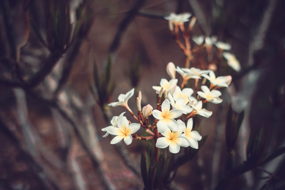 白い花の浅い焦点撮影