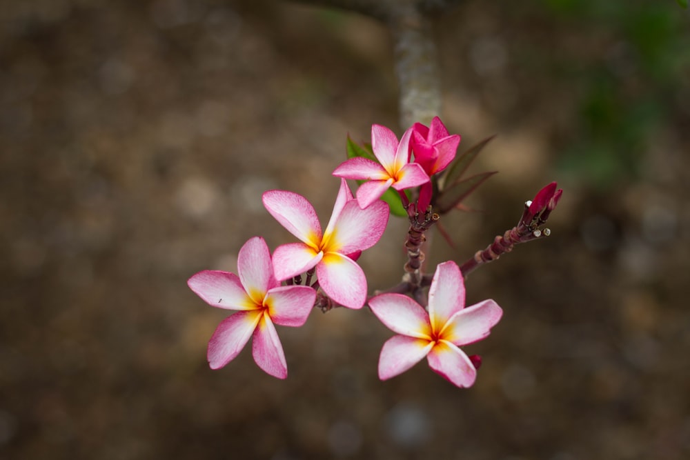 foto ravvicinata di fiori dai petali rosa e bianchi