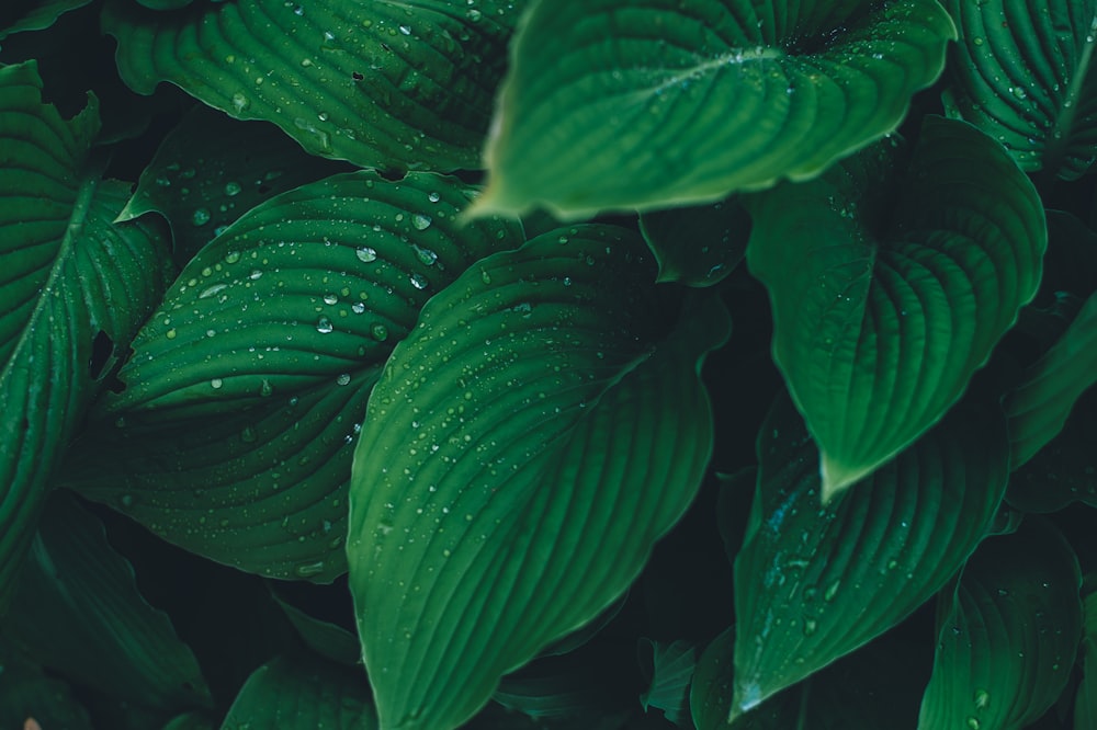 green-leafed plants