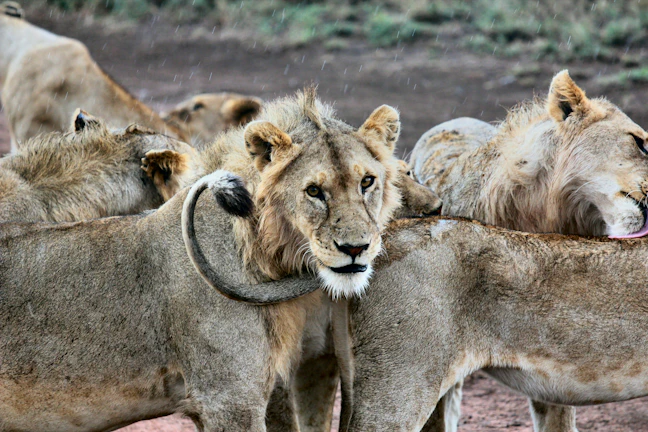 16-Day Tanzania Family Travel Itinerary: Safari & Beach