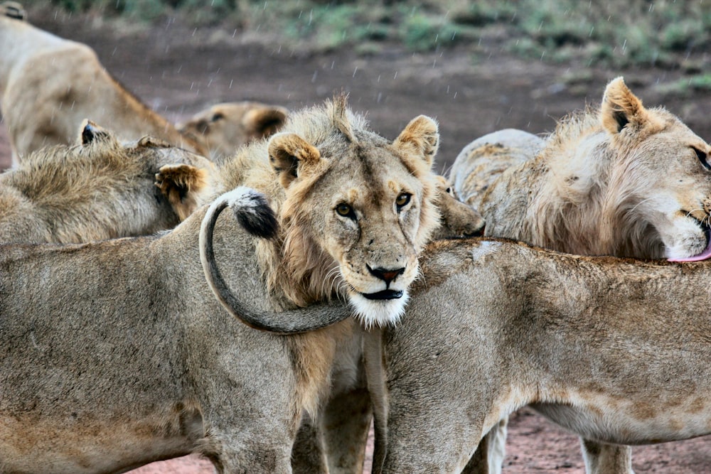 shallow focus photography of herd of lions