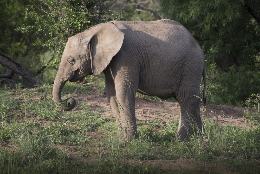 gray elephant near trees during daytime