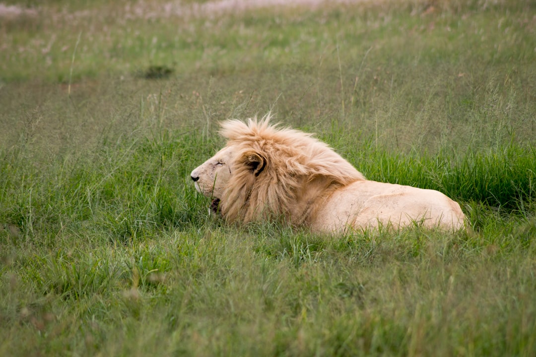 brown lion lying on green grass