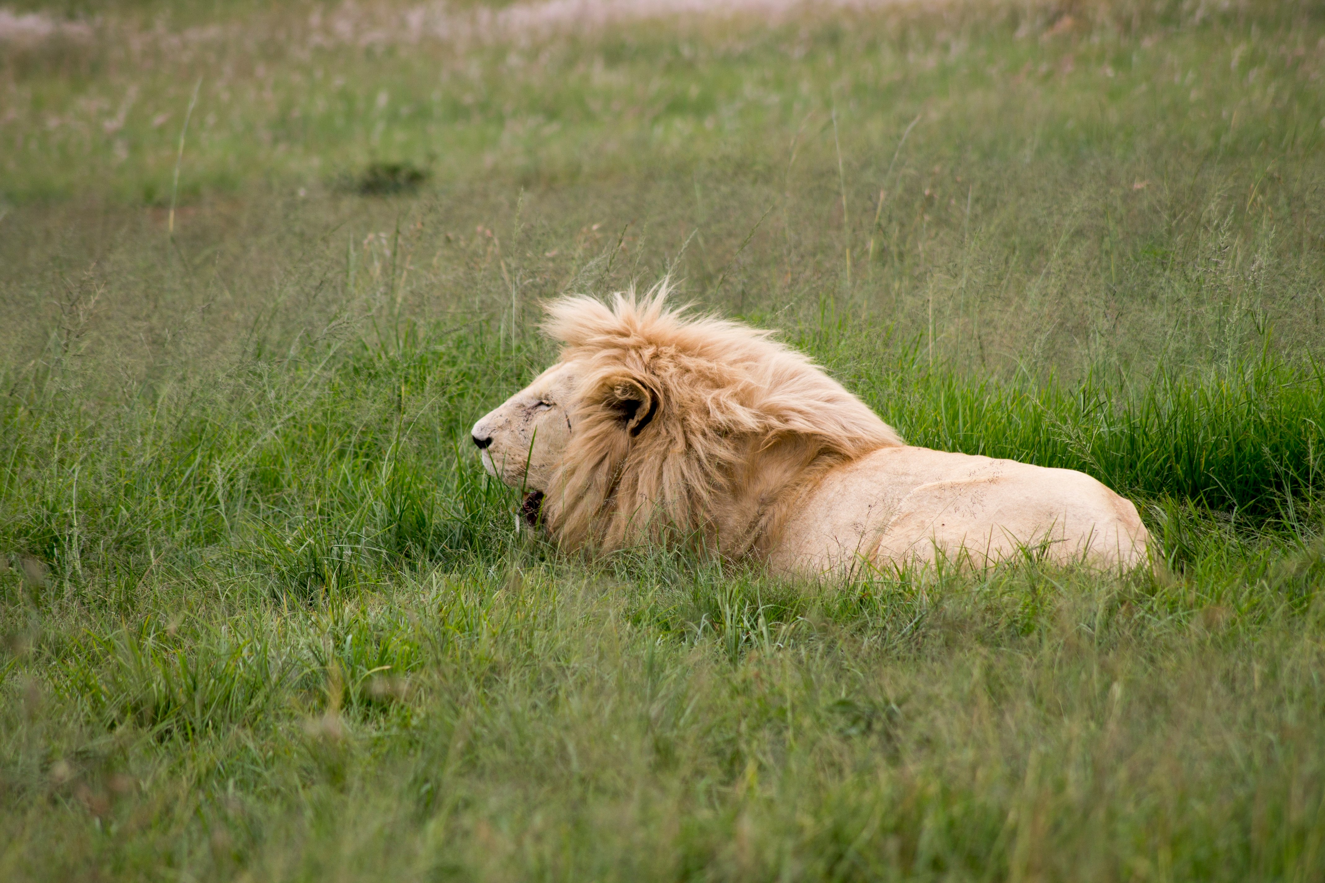brown lion lying on green grass
