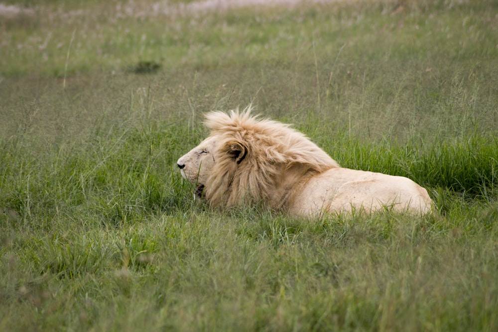 Lion brun couché sur de l’herbe verte