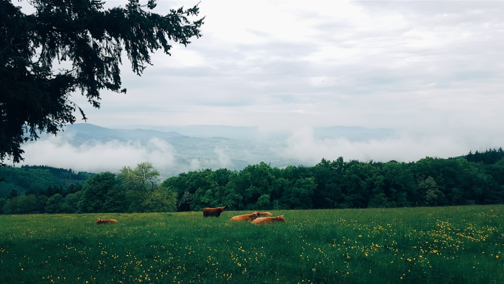 rebanho de vacas na grama