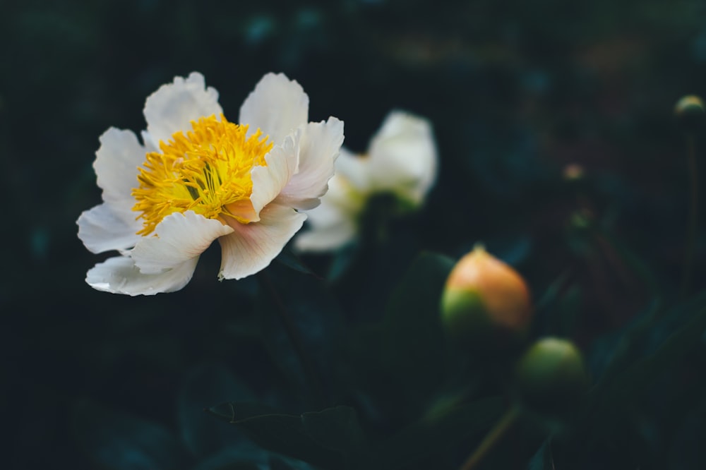 fotografia a fuoco superficiale di fiore bianco