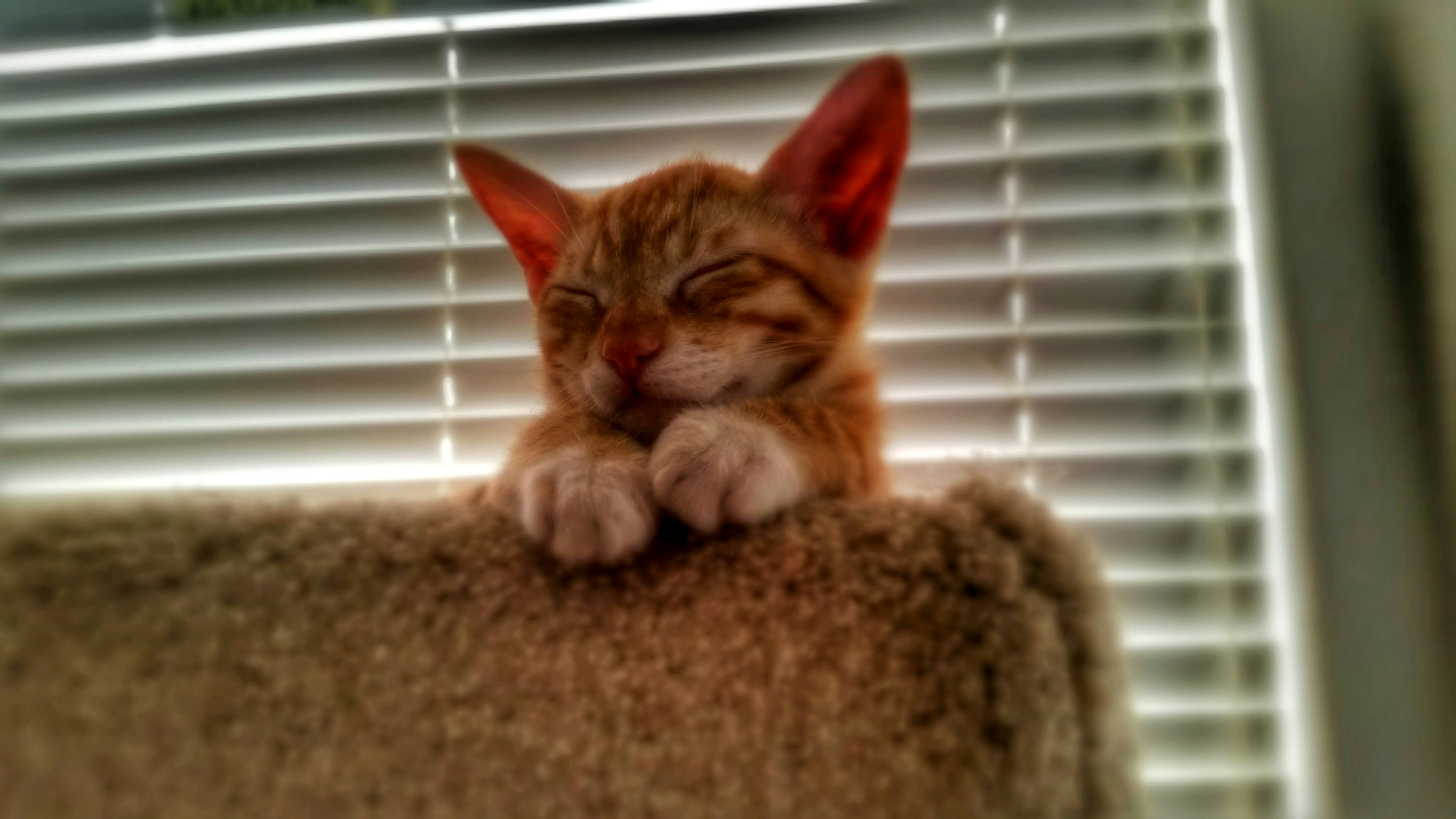 Free Unsplash photo from Edward Morales