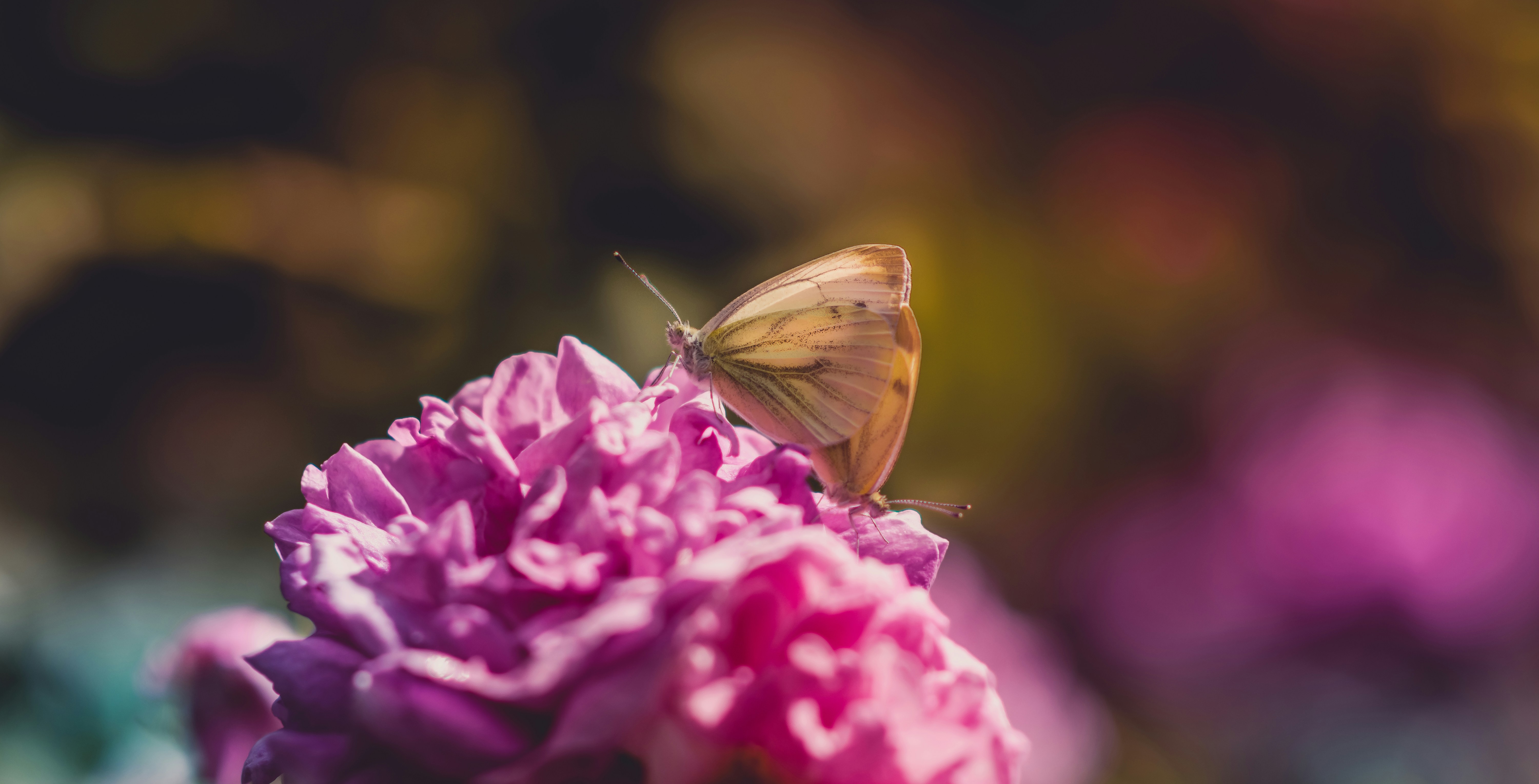 Free Unsplash photo from Alex Blăjan