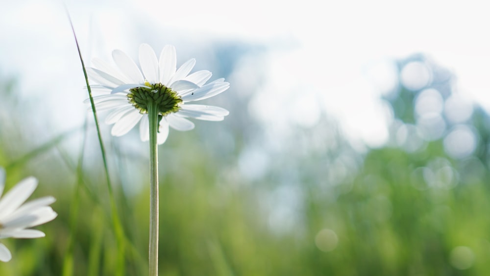 white flower with green stem