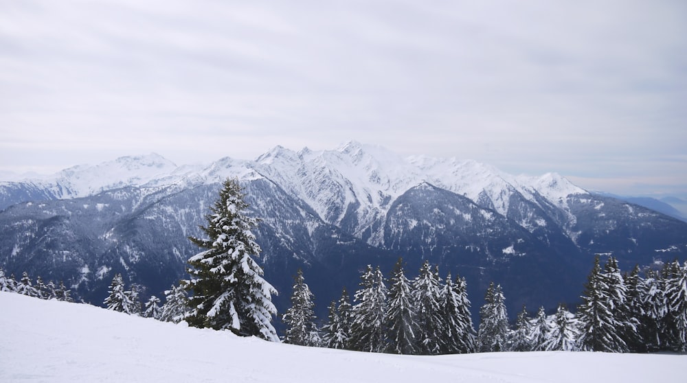 snowy forest and mountains under cloudy sky during daytime