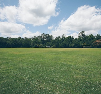 green grass field