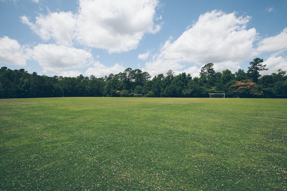 green grass field