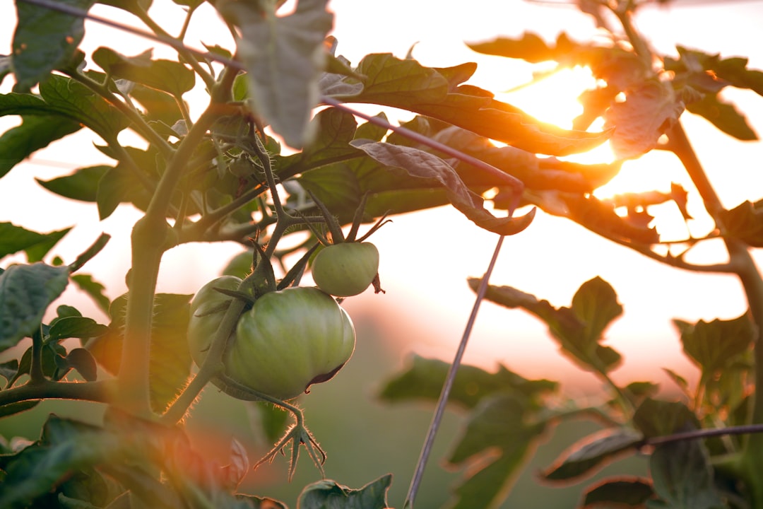 Comment bien utiliser un pulvérisateur dans son jardin