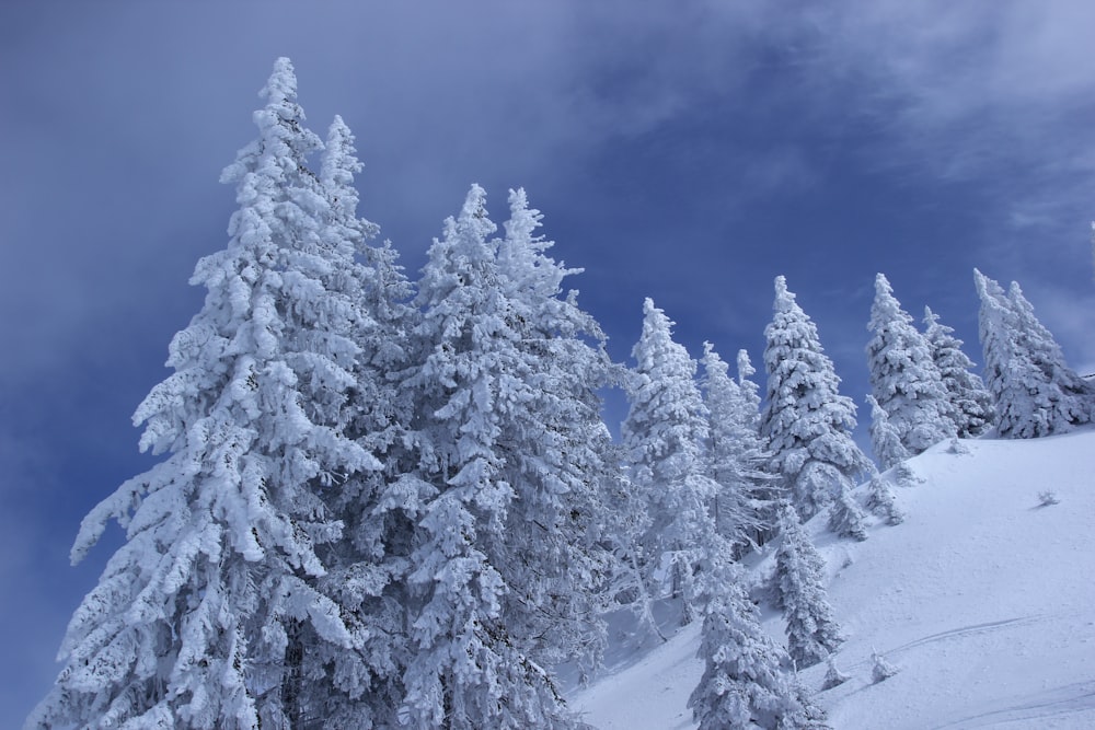 Landschaftsfotografie eines mit Schnee bedeckten Baumes