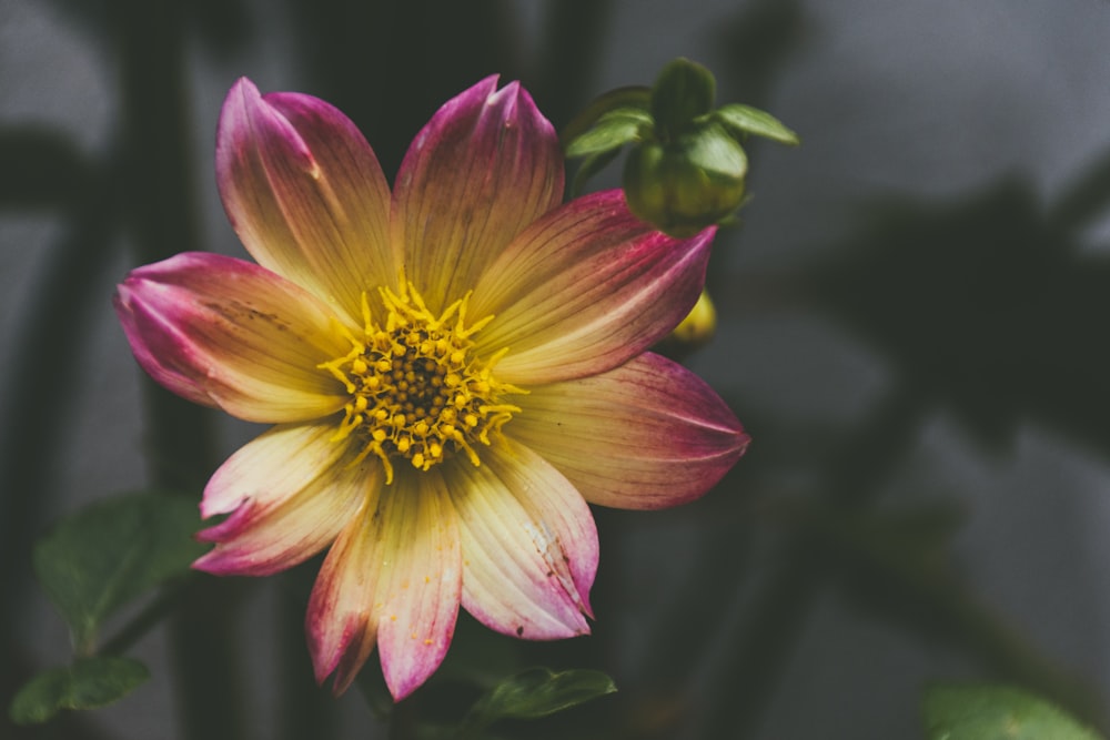 Fotografia a fuoco selettiva fiore petalo giallo e viola
