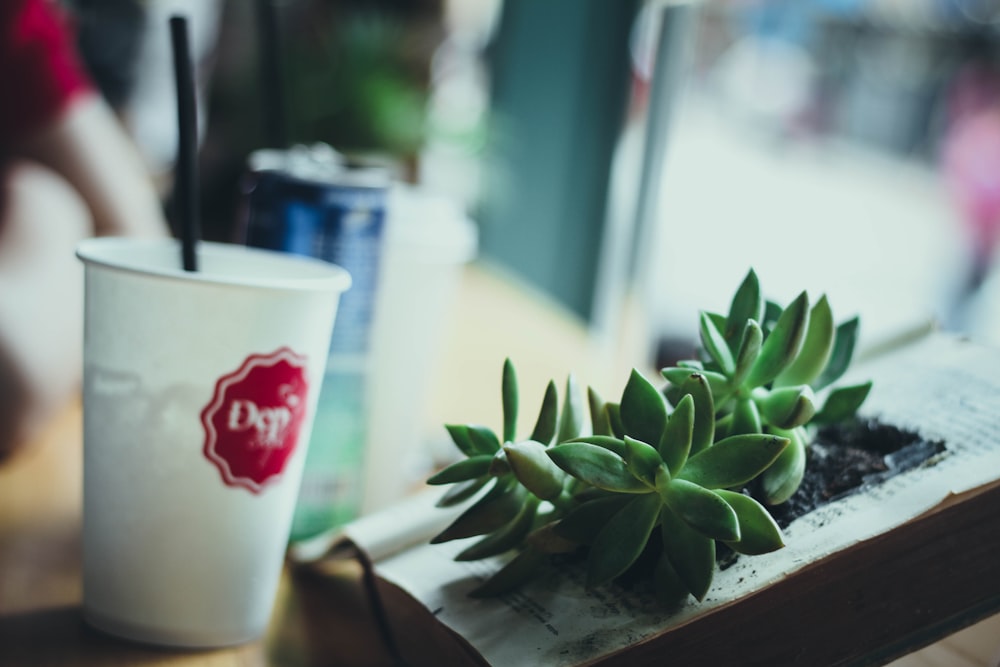 Tilt-Shift-Fotografie einer weißen Tasse in der Nähe einer grünen Zimmerpflanze