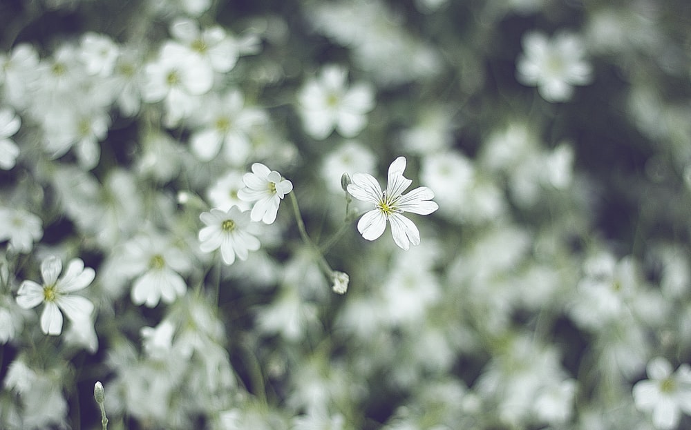 틸트 시프트 렌즈에 흰색 꽃