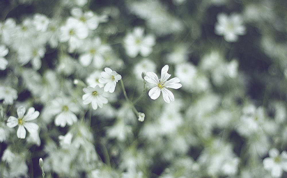 white flower in tilt shift lens